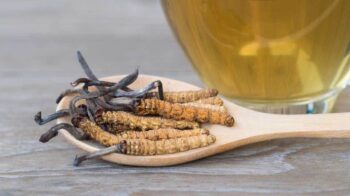 Berpotensi Lawan Corona, Begini Cara Amain Konsumsi Jamur Cordyceps