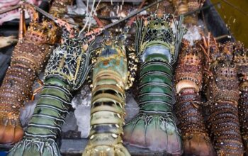 Di Balik Pro Kontra Ekspor, Lima Daerah Ini Hasilkan Lobster Unggulan