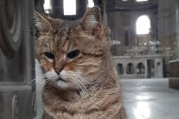 Kisah Gli, Kucing Penghuni Hagia Sophia Kesayangan Wisatawan