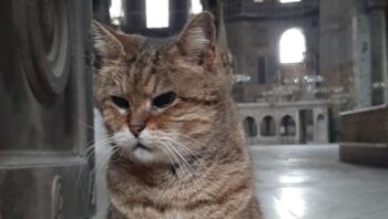 Kisah Gli, Kucing Penghuni Hagia Sophia Kesayangan Wisatawan