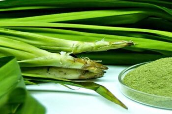 Manfaat Daun Pandan Bagi Kesehatan, Apa Saja?