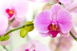 Tips Merawat Anggrek di Luar Ruangan Agar Mekar Indah