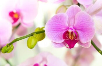 Tips Merawat Anggrek di Luar Ruangan Agar Mekar Indah