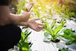 Mau Berkebun Lewat Internet? Intip Tipsnya