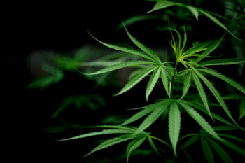Ini Sejarah Ganja di Indonesia dari Alat Tukar Hingga Bumbu Masakan