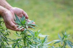 PBB Restui Ganja Medis, Bagaimana Peluangnya di Indonesia?