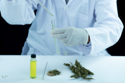 Ganja Medis Diyakini Dapat Mengobati 5 Penyakit Ini