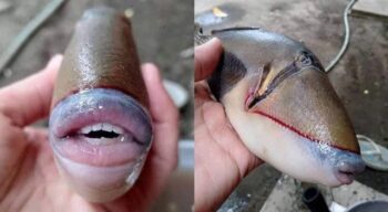 Bikin Heboh Netizen, Ini Fakta Triggerfish Ikan Bermulut Manusia
