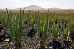 Lidah Buaya, Tanaman dengan Segudang Manfaat Bagi Kecantikan Kulit