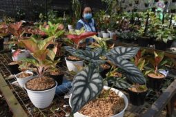 Ubah Hobi Merawat Tanaman Hias Jadi Ladang Rezeki, Simak Tipsnya