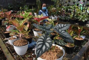 Ubah Hobi Merawat Tanaman Hias Jadi Ladang Rezeki, Simak Tipsnya