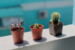 Tak Hanya Cantik, 5 Tanaman Ini Gampang Perawatannya