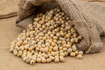 Manfaat Kedelai Bisa Kendalikan Berat Badan, Ini Penjelasannya