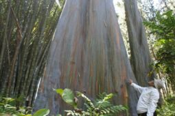 Pohon Pelangi Terindah di Dunia Ada di Indonesia, Dimana Ya?