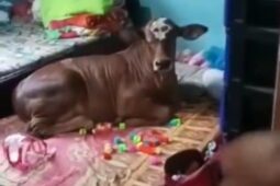 Video Sapi Rebahan di Kamar Viral, Ternyata Begini Kejadiannya