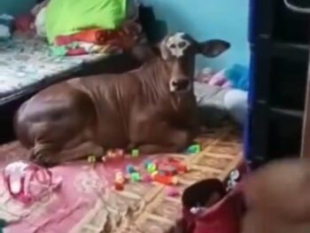 Video Sapi Rebahan di Kamar Viral, Ternyata Begini Kejadiannya