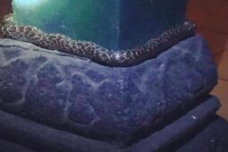 Ular Lilit Pilar Bangsal Keraton Yogyakarta Jadi Perbincangan, Ini Faktanya