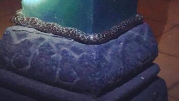 Ular Lilit Pilar Bangsal Keraton Yogyakarta Jadi Perbincangan, Ini Faktanya