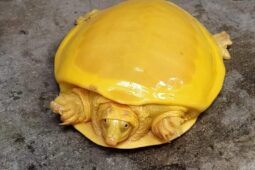 Unik! Kura-Kura Berwarna Kuning Menjadi Perhatian Warganet