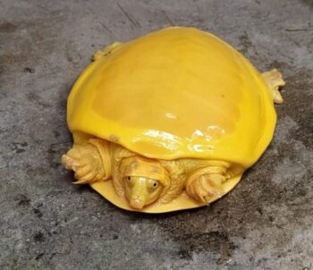 Unik! Kura-Kura Berwarna Kuning Menjadi Perhatian Warganet