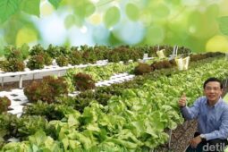 Kisah Pemilik Disc Tarra Banting Setir Jadi Petani Sayur