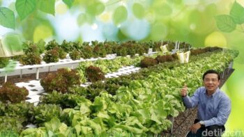 Kisah Pemilik Disc Tarra Banting Setir Jadi Petani Sayur