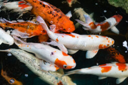 Ini Makanan Ikan Koi yang Tepat Agar Tetap Sehat
