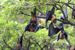 Virus Nipah Dikhawatirkan Jadi Pandemi Baru di Asia