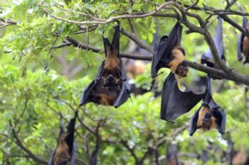 Virus Nipah Dikhawatirkan Jadi Pandemi Baru di Asia