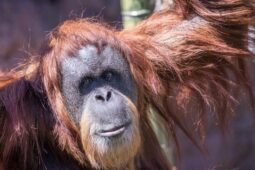 Inji, Orang Utan Berusia 61 Tahun Mati