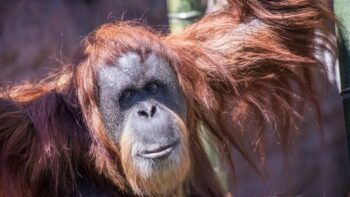 Inji, Orang Utan Berusia 61 Tahun Mati