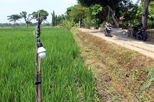 Di Ngawi, Jebakan Listrik Lebih Berbahaya Bagi Petani Ketimbang Tikus