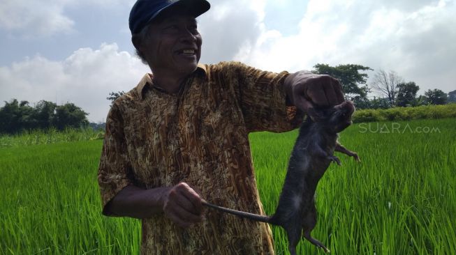Merajalela, Tikus di Kediri Sebesar Anak Kucing