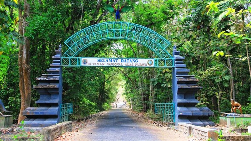 #Kamis Misteri: Alas Purwo, Hutan Tertua di Pulau Jawa Tempat Kerajaan Jin Berada