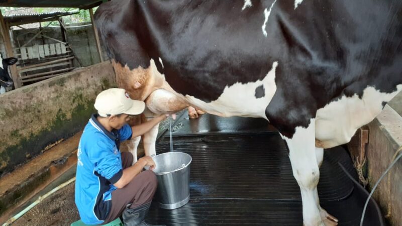 Asyiknya Berkunjung di Kampung Sapi Perah Madiun