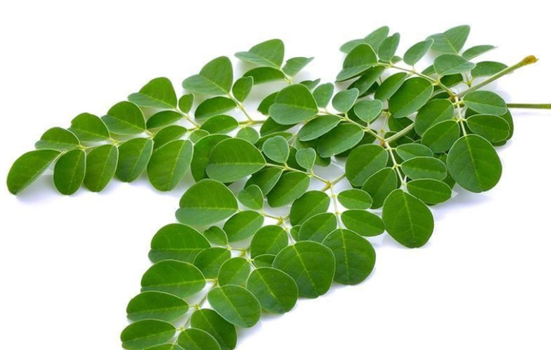 Selain Meningkatkan Pertumbuhan Badan, Ini Segudang Manfaat Daun Kelor