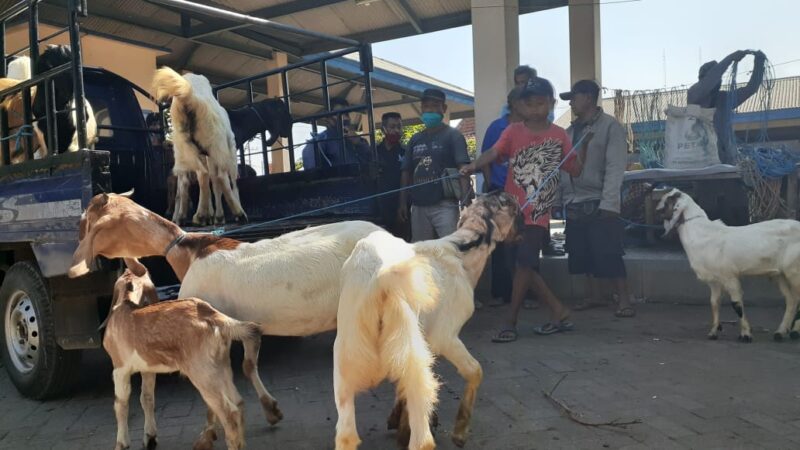 Mulai Dibuka Hari Ini, Sejumlah Pasar Hewan di Madiun Masih Sepi