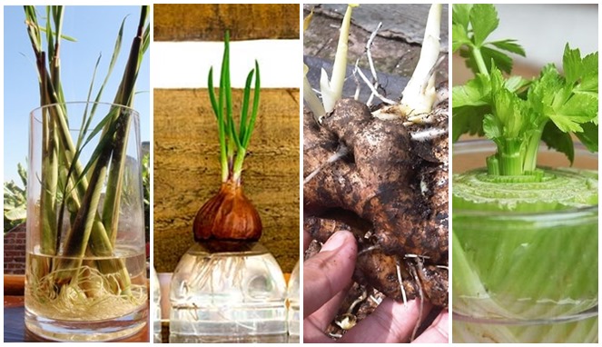 Jangan Dibuang, Sisa Bahan Makanan Ini Bisa Ditanam Lagi