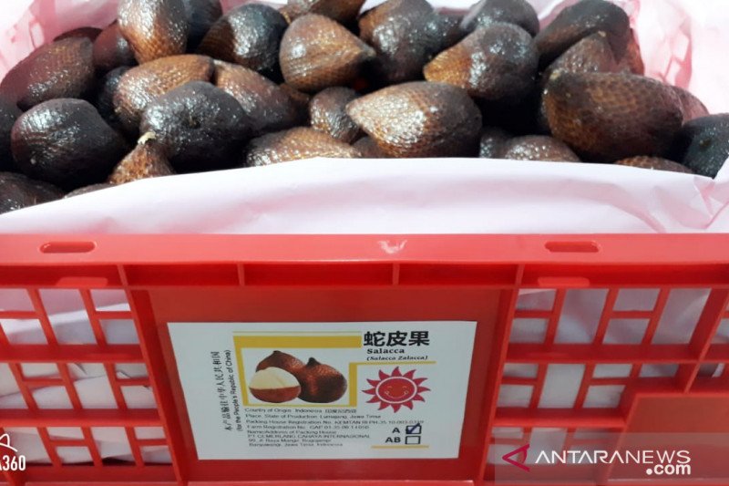 Di Tengah Pandemi Covid-19, Salak Banyuwangi Tembus Hong Kong