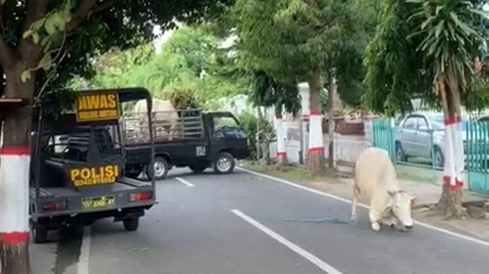 Waduh! Sapi Kurban yang Mengamuk di Blitar Akhirnya Ditembak