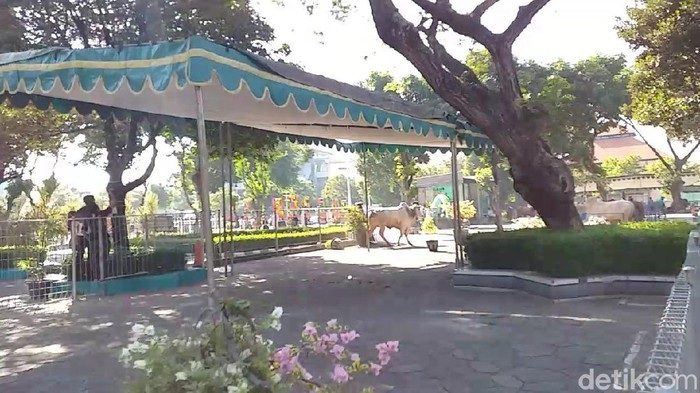 Sapi Kurban di Masjid Al-Akbar Lepas, Jemaah Salat Idul Adha Bubar