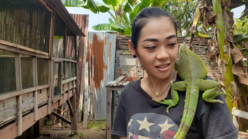 Anti Mainstream! Cewek di Madiun Ini Sukses Beternak Iguana