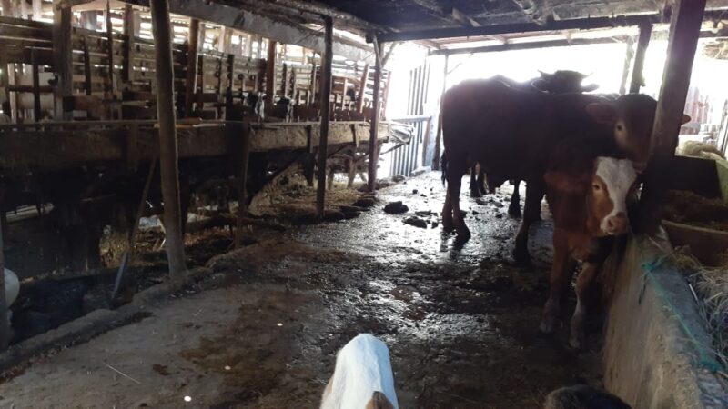 Peternakan Kambing dan Sapi di Madiun Didatangi Dokter Hewan, Kenapa?