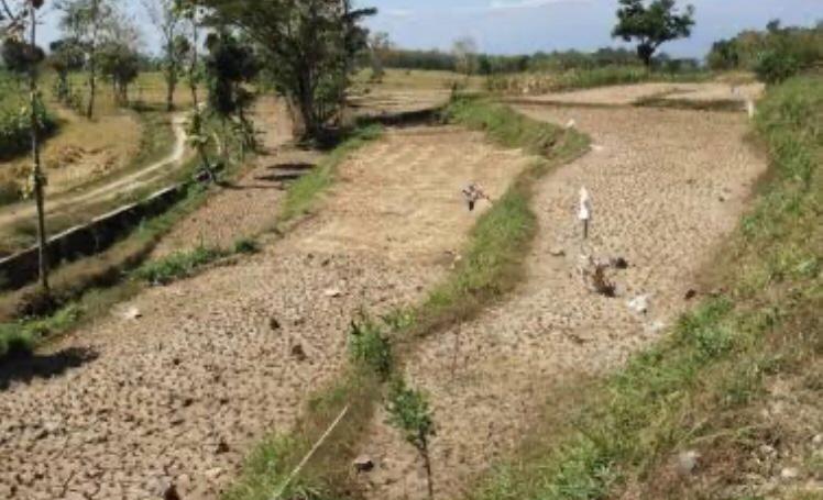 Puncak Kemarau Di Jawa Timur Diprediksi Terjadi Pada Agustus
