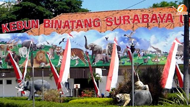 Kebun Binatang Surabaya Dibuka Lagi, Tapi Tidak Untuk Balita dan Lansia