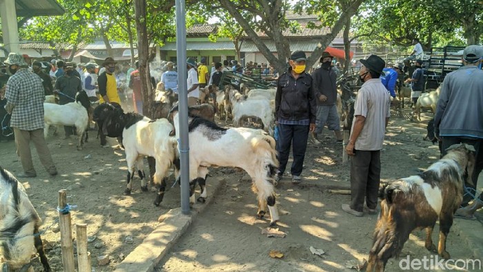 Penjualan Hewan Kurban di Ponorogo Jeblok, Harganya Pun Anjlok