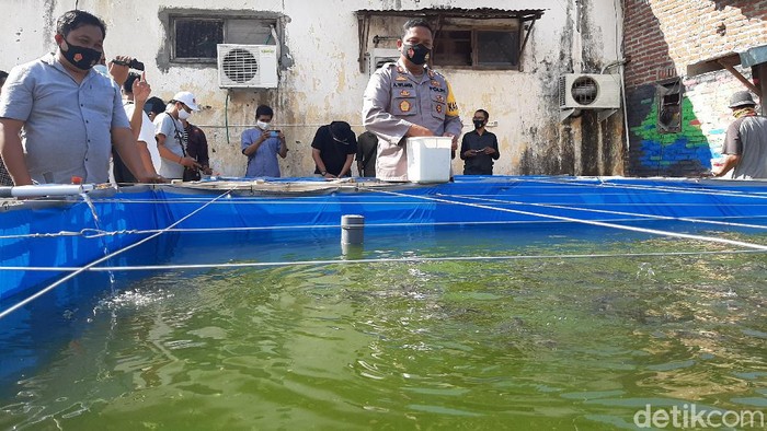 Lewat Budidaya Ikan dan Sayuran, Polres Probolinggo Kota Bantu Warga Terdampak Covid-19