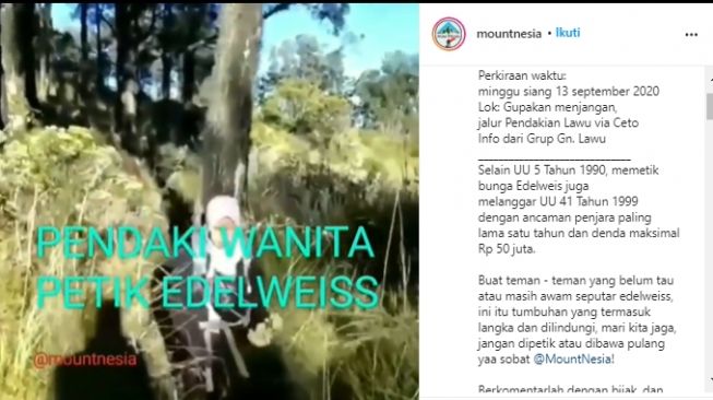 Dibully Netizen karena Petik Edelweis di Gunung Lawu, Pendaki Ini Akhirnya Minta Maaf