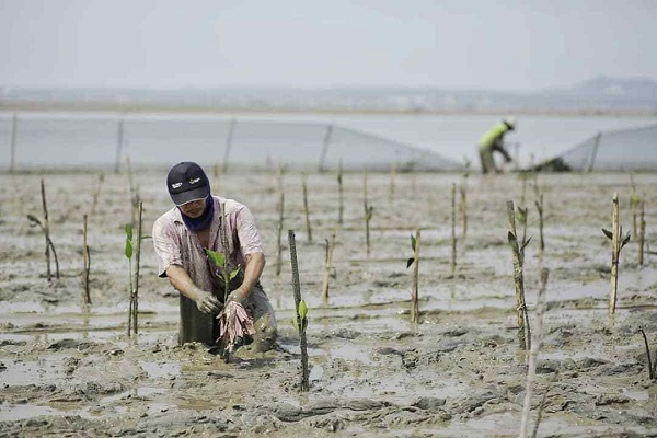 BPDASHL Solo Mulai Tanam Mangrove di Pangkah Kulon