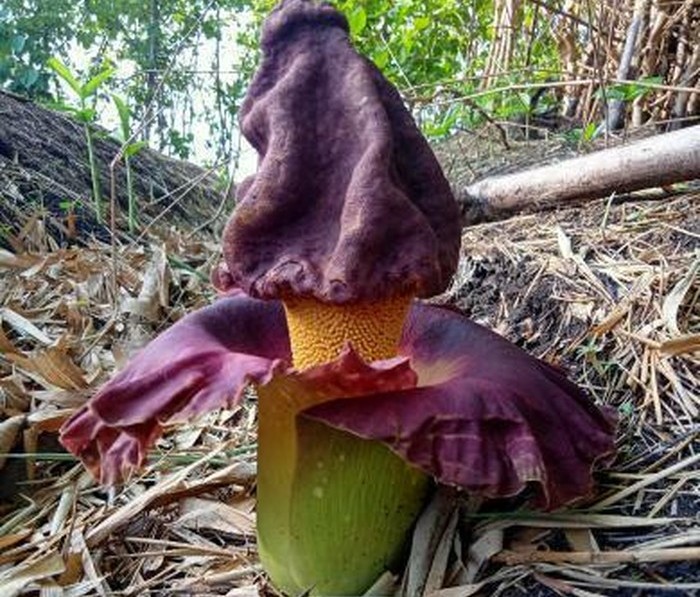 Bunga Bangkai Mekar di Lamongan Sedot Perhatian Warga